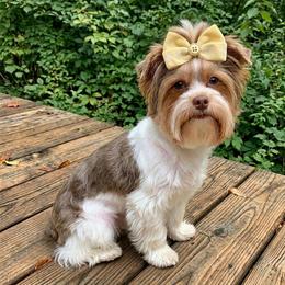 Susie - Yorkshire Terrier