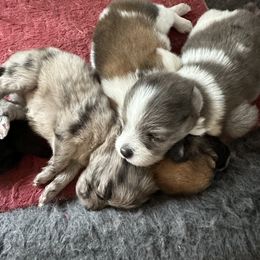 Chihuahua and Pomeranian Puppies from Cheyenne’s Pups