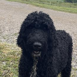Cali - Black female Goldendoodle puppy in Sugarcreek, Ohio from True Hearted Doodles