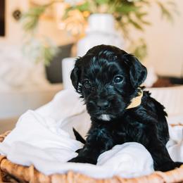 Yellow Girl - Black female Cavapoo puppy in Mckinney, Texas from Doodles of North Tx