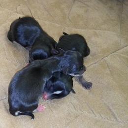 Chihuahua Puppies from Chilove Chihuahuas