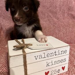 Prancer - Red tri-color male Australian Shepherd puppy in Rose Hill, North Carolina from Motega Australian Shepherds