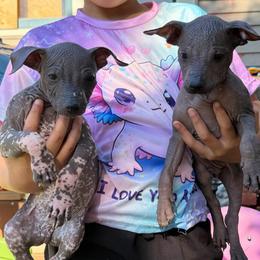 Vault and guacamole - White and black male Xoloitzcuintli puppy in Manitowoc, Wisconsin from Wonderland Kennel