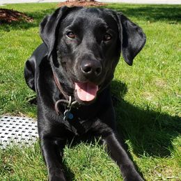 Labrador Retrievers from VK Labradors