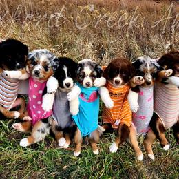 Australian Shepherds from Wexford Creek Aussies, LLC