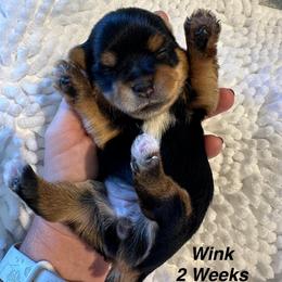 Wink - Black and tan female Yorkshire Terrier puppy in Ashland, Kentucky from Yorkie Paw