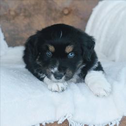 Orange - Black tri-color male Australian Shepherd puppy in Yakima, Washington from Naches Heights Ranch