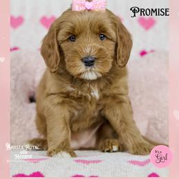 Promise - Red female Australian Labradoodle puppy in Redding, California from Shasta Royal Monroe Puppies
