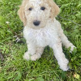 Coral - Parti female Goldendoodle puppy in Edmond, Oklahoma from Oodles of Doodles and Poodles