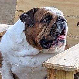 Zena - Bulldog