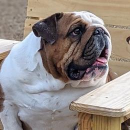 Zena - Bulldog