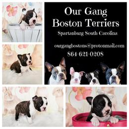 Boston Terrier puppies from Our Gang Bostons
