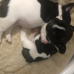 French Bulldog and Miniature Bull Terrier Puppies from DyHar Bullies