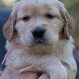 Miss Pink - Golden female Golden Retriever puppy in Hayward, California from East Bay Golden Retrievers