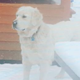 Skye - Golden Retriever