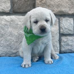 Addie's Green Collar - Yellow male Labrador Retriever puppy in Mansfield, Missouri from Leadhill Labs