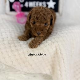 Munchkin - Red  female Poodle puppy in Florida from Adorable Toy-Miniature Poodles