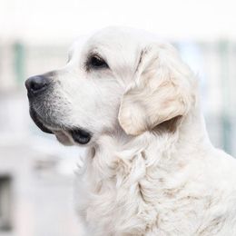 Bubbles - Golden Retriever