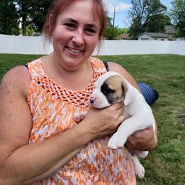 American Bulldog Puppies from Ferocia Kennels