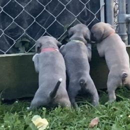Mountain Cur Puppies from Walnut Ridge Mountain Curs