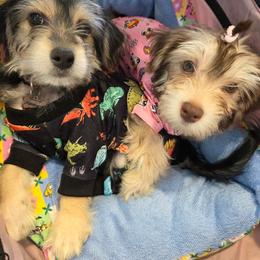Bichon Frise puppies from Joanelly Marshall