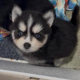 Chance - Black and white male Pomsky puppy in Spring Hill, Florida from PDQ Pomskies