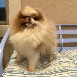 Red - Pomeranian