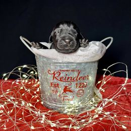 Aladdin - Black male Newfoundland puppy in Tully, New York from Bear Paw Newfoundlands