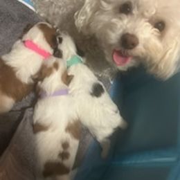 Morkies from Sabrina's Morkie Poo’s