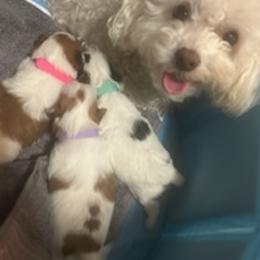 Morkies from Sabrina's Morkie Poo’s
