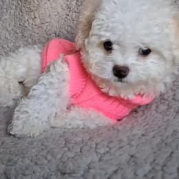 Maltipoo Puppies from Little Cupcakes and Pumkins Maltipoos