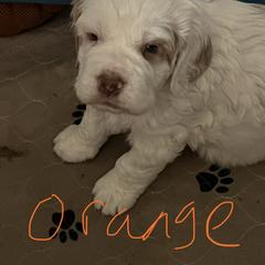 Clumber Spaniel Puppies from Briton Clumber Spaniels