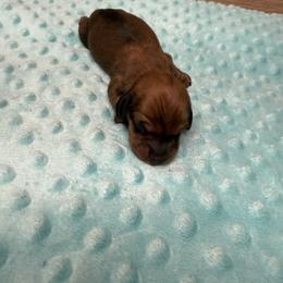 Ducky - Red female Dachshund puppy in Palm Bay, Florida from Anastasia’s Royal Weenies