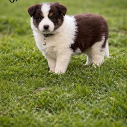 Emily - Red female Border Collie puppy in Sanger, California from Flying M Cactus Ranch Buddies
