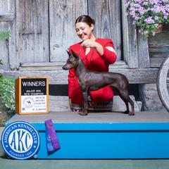 Lola - American Hairless Terrier