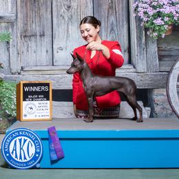 Lola - American Hairless Terrier
