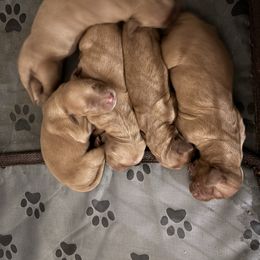 Boy 1 - Dark golden male Golden Retriever puppy in Arizona from Golden Penny AZ