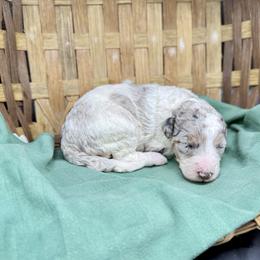 Jan - Parti female Goldendoodle puppy in Rome, Georgia from Victoria’s Designer Doodles