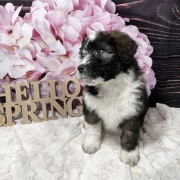 Aussiedoodle Puppies from Soap Creek Kennels