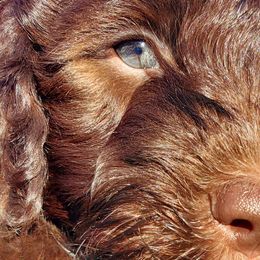 Boy 1 - Labradoodle puppy in Statesville, North Carolina from Labradoodles of the Foothills