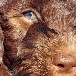Boy 1 - Labradoodle puppy in Statesville, North Carolina from Labradoodles of the Foothills