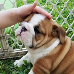 English Bulldog Puppies from LydyBug Bulldogs