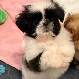 Winnie - Black and white female Shih Tzu puppy in Galveston, Texas from 🌗 New Moon Shih Tzu 🌗