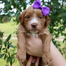 Rosie - Red  female Goldendoodle puppy in Comanche, Texas from Central Texas Doodles, LLC.