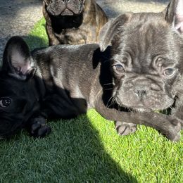 French Bulldogs from Frenchie Tempest