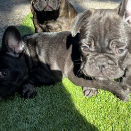French Bulldogs from Frenchie Tempest