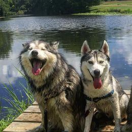Siberian Huskies from Michelle Johnson
