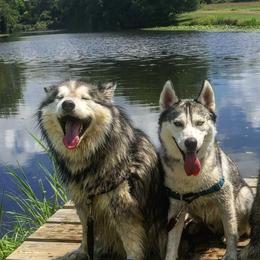 Siberian Huskies from Michelle Johnson