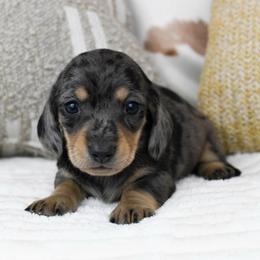 Solana - Dapple female Dachshund puppy in Fredonia, Arizona from Kaibab Dachshunds
