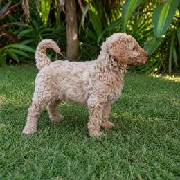 Ivory - Silver-beige  male Poodle puppy in Kapaa, Hawaii from Kauai Poodles